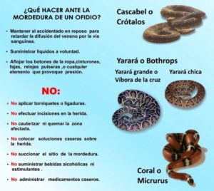 mordeduras-de-viboras-nov-2016