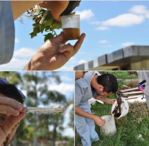 dengue feb 2017 foto multiple