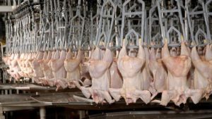 AVICULTURA SCHEPENS JUL 2017