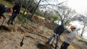 plantacion de arboles Pelay ago 2017